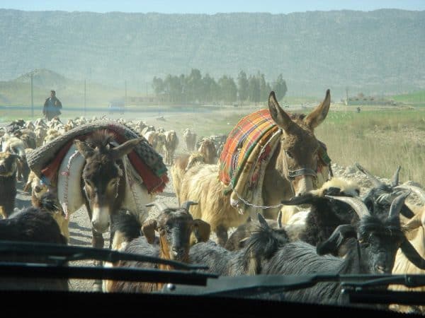 Migration in Fars region of Persia
