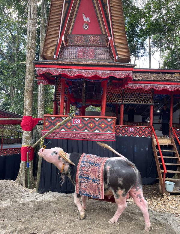 Image 12 Ceremonial Use of Textiles in Toraja