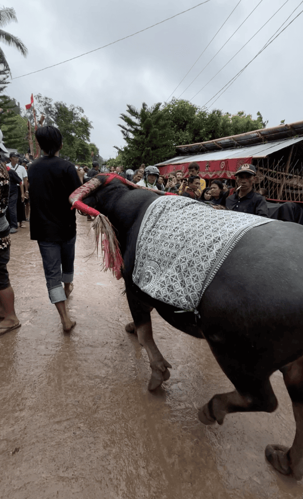 Image 8a Ceremonial Use of Textiles in Toraja